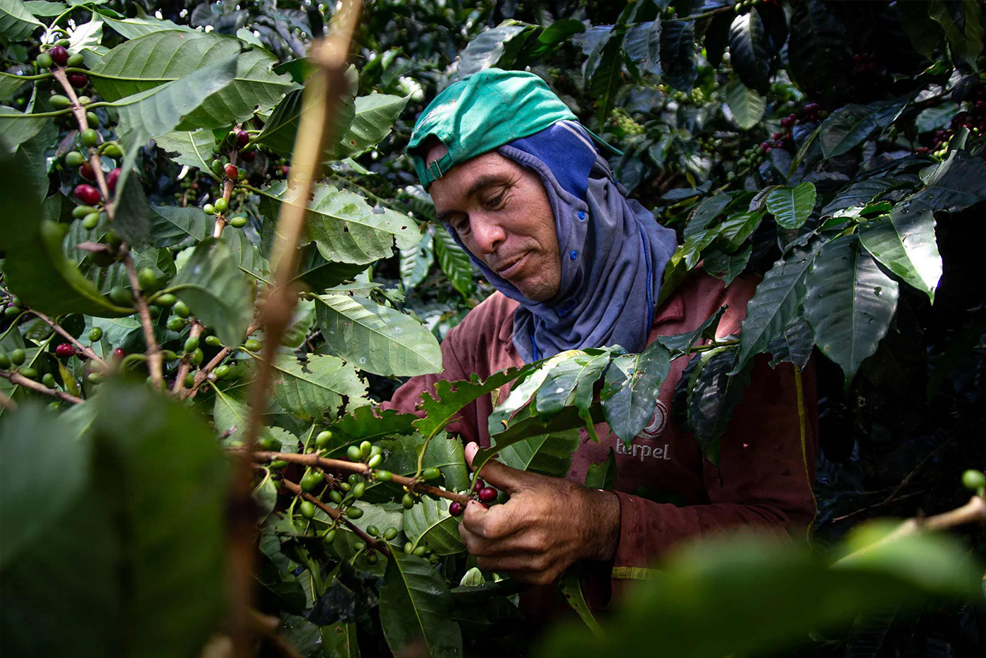 Henry unser Kaffee-Erntehelfer beim Kaffeepflücken in Kolumbien